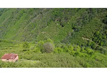 YATIRIM FIRSATI - GİRESUN/BULANCAK KÜÇÜKDERE KÖYÜNDE 30 DÖNÜM SATILIK FINDIK BAHÇESİ