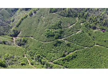 YATIRIM FIRSATI - GİRESUN/BULANCAK KÜÇÜKDERE KÖYÜNDE 30 DÖNÜM SATILIK FINDIK BAHÇESİ