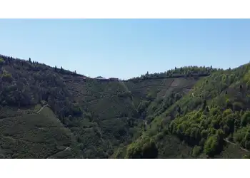 YATIRIM FIRSATI - GİRESUN/BULANCAK KÜÇÜKDERE KÖYÜNDE 30 DÖNÜM SATILIK FINDIK BAHÇESİ